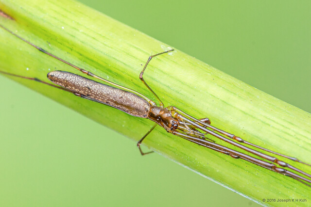 Tetragnatha keyserlingi•&copy; Joseph K H Koh•All Rights Reserved♂, Adult, Habitus, Dorsal