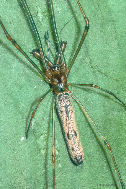 Tetragnatha serra•&copy; Joseph K H Koh•All Rights Reserved♀, Adult, Habitus, Dorsal