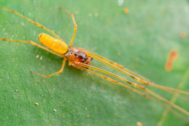 Tylorida sp. "Common Golden"•&copy; Nicky Bay•All Rights Reserved♂, Adult, Habitus, Dorsal