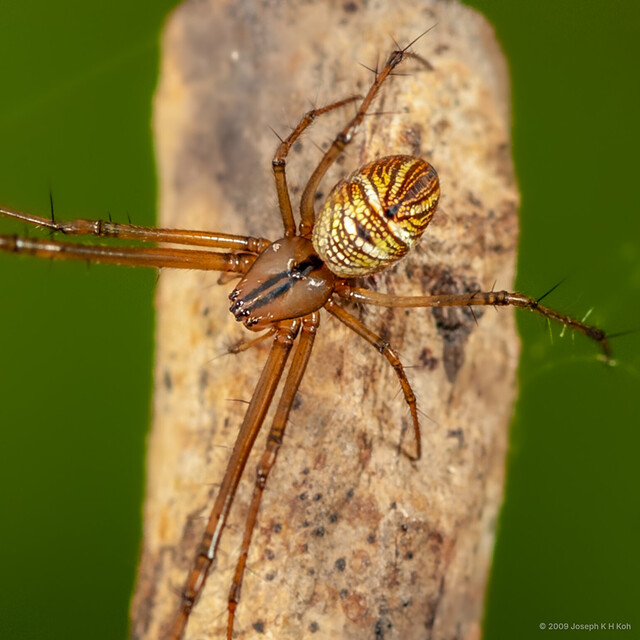Tylorida striata•&copy; Joseph K H Koh•All Rights Reserved♀, Adult, Habitus, Dorsal
