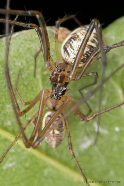 Tylorida ventralis•&copy; Nicky Bay•All Rights Reserved♀, Adult, Habitus, Dorsal, Mating, Multiple