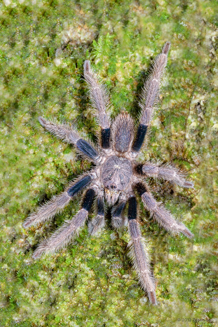 "Coremiocnemis" sp. "Brown"•&copy; Zestin Soh•All Rights Reserved♂, Adult, Habitus, Dorsal
