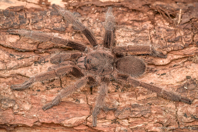 "Coremiocnemis" sp. "Singapore"•&copy; Chris Ang•All Rights Reserved♂, Adult, Habitus, Dorsal
