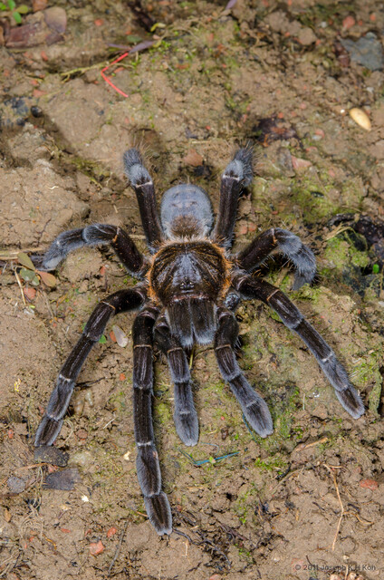 Haplopelma doriae•&copy; Joseph K H Koh•All Rights Reserved♀, Adult, Habitus, Dorsal