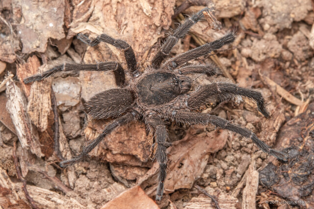 Phlogiellus sp. "Common Singapore"•&copy; Joseph K H Koh•All Rights Reserved♂, Adult, Habitus, Dorsal