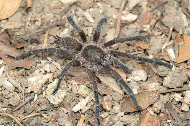 Phlogiellus sp. "Larger Singapore"•&copy; Joseph K H Koh•All Rights Reserved♂, Adult, Habitus, Dorsal