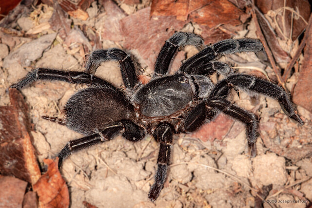 Selenocosmia sp. "Singapore Black"•&copy; Joseph K H Koh•All Rights Reserved♂, Adult, Habitus, Dorsal