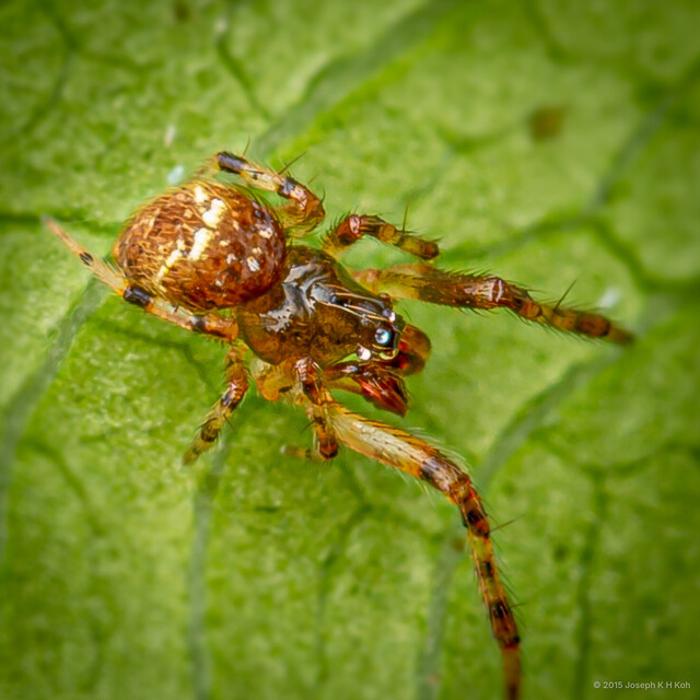 Achaearanea t-notata•&copy; Joseph K H Koh•All Rights Reserved♂, Adult, Habitus, Dorsal