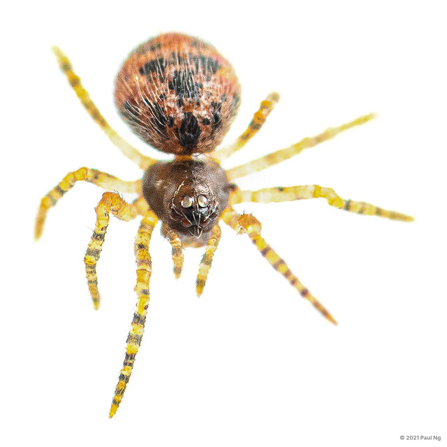 Allothymoites sp. "Banded Legs"•&copy; Paul Ng•All Rights Reserved♀, Adult, Habitus, Dorsal