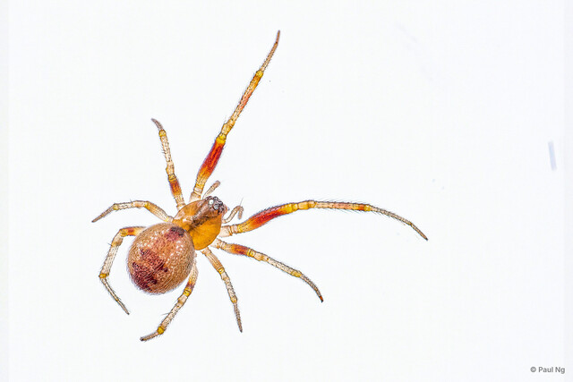 Anelosimus sp. "Ubin"•&copy; Paul Ng•All Rights Reserved♀, Adult, Habitus, Dorsal