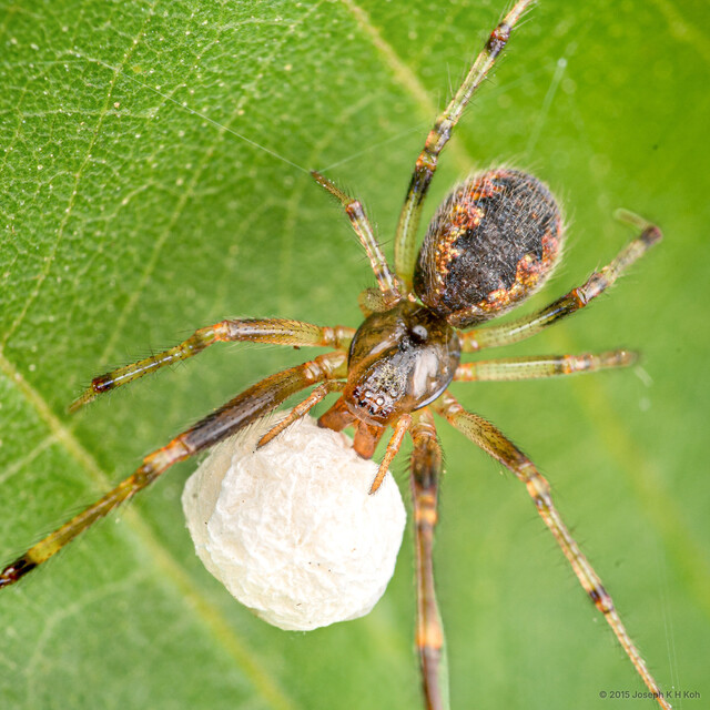 Anelosimus kohi•&copy; Joseph K H Koh•All Rights Reserved♀, Adult, Habitus, Dorsal, Egg(s)/Egg Sac(s)