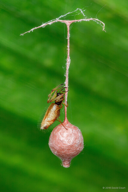 "Argyrodes" sp. "Furry"•&copy; David Court•All Rights Reserved♀, Adult, Habitus, Lateral, Egg(s)/Egg Sac(s)