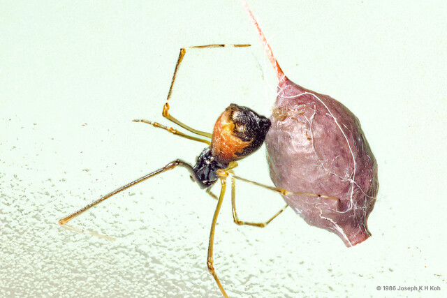 Argyrodes sp. "Ski-mask"•&copy; Joseph K H Koh•All Rights Reserved♀, Adult, Habitus, Dorsal, Egg(s)/Egg Sac(s)