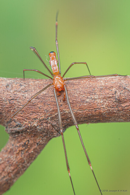 Argyrodes sp. "Square-notch"•&copy; Joseph K H Koh•All Rights Reserved♂, Adult, Habitus, Dorsal