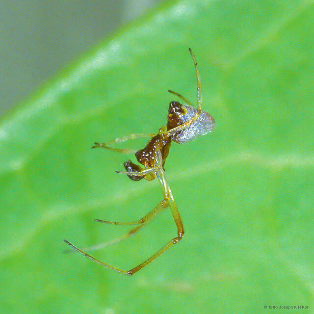 Argyrodes argentatus•&copy; Joseph K H Koh•All Rights Reserved♂, Adult, Habitus, Lateral