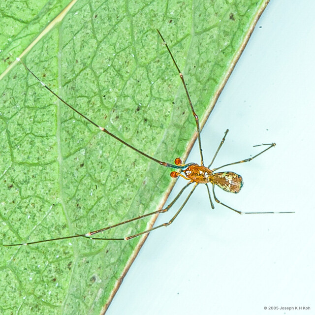 Argyrodes fasciatus•&copy; Joseph K H Koh•All Rights Reserved♂, Adult, Habitus, Dorsal