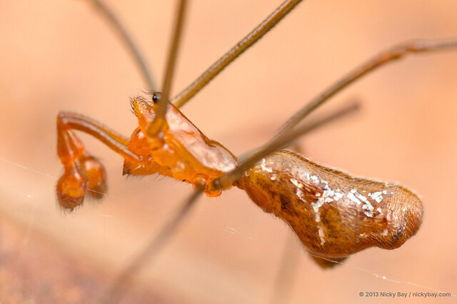 Argyrodes fissifrons•&copy; Nicky Bay•All Rights Reserved♂, Adult, Habitus, Lateral