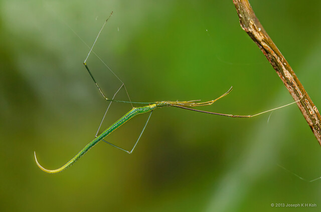 Ariamnes flagellum•&copy; Joseph K H Koh•All Rights Reserved♀, Adult, Habitus, Lateral