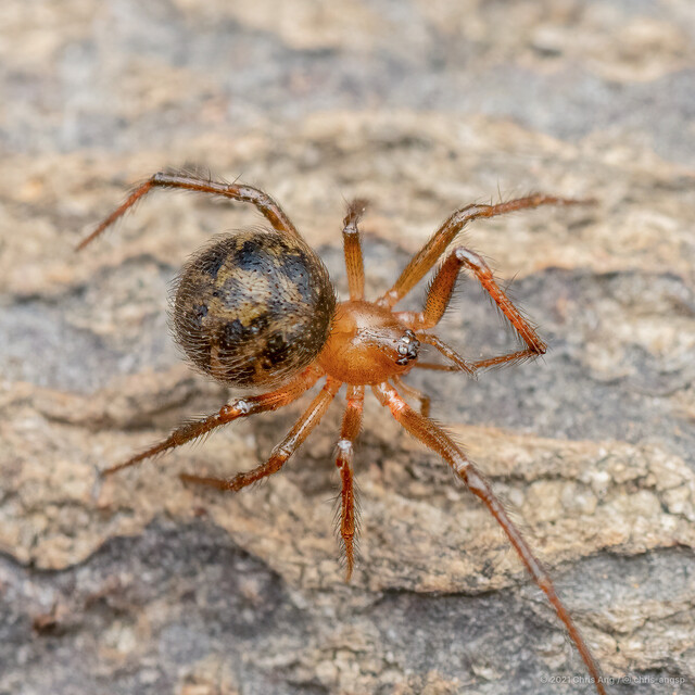Campanicola sp. "Bell"•&copy; Chris Ang•All Rights Reserved♀, Adult, Habitus, Dorsal