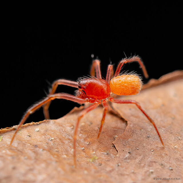 Cephalobares sp. "Smooth"•&copy; Joseph K H Koh•All Rights Reserved♂, Adult, Habitus, Lateral