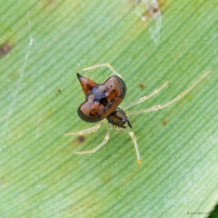 Chikunia sp. "Spinning-top"
