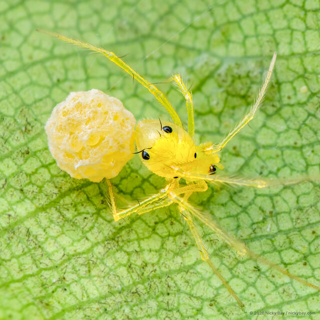 "Chrysso" sp. "Yellow Polka Dot"•&copy; Nicky Bay•All Rights Reserved♀, Adult, Habitus, Dorsal, Egg(s)/Egg Sac(s)