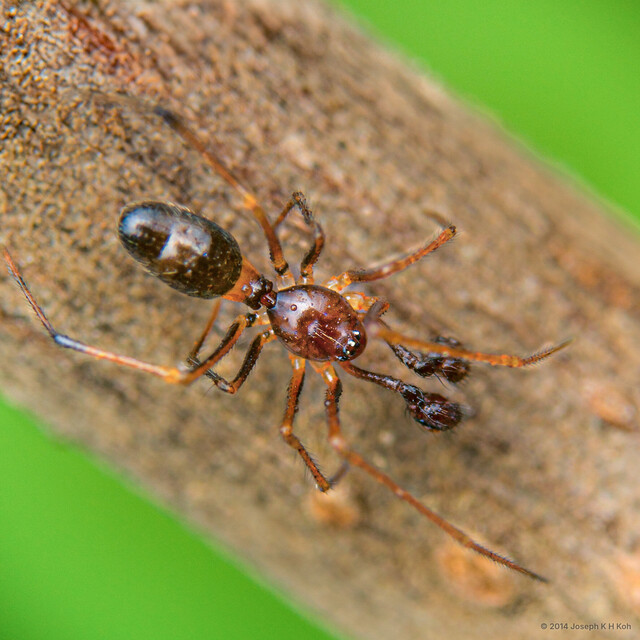 Coleosoma blandum•&copy; Joseph K H Koh•All Rights Reserved♂, Adult, Habitus, Dorsal