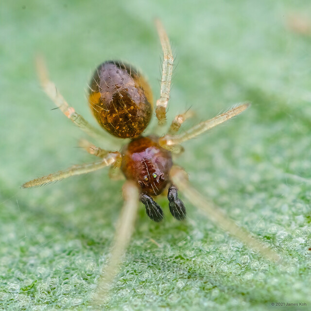 Coleosoma pseudoblandum•&copy; James Koh•All Rights Reserved♂, Adult, Habitus, Dorsal