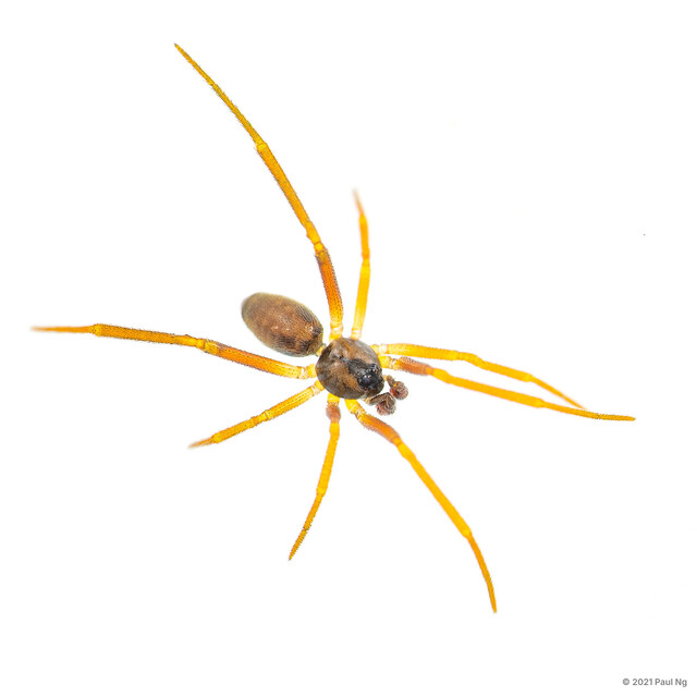 Coscinida sp. "Spotted Big-eye"•&copy; Paul Ng•All Rights Reserved♂, Adult, Habitus, Dorsal