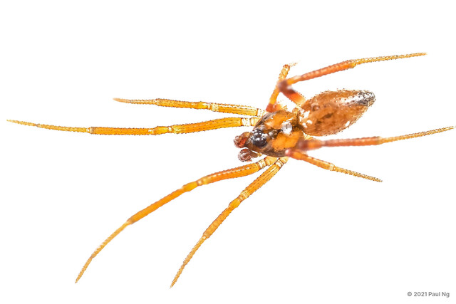 Coscinida asiatica•&copy; Paul Ng•All Rights Reserved♂, Adult, Habitus, Dorsal