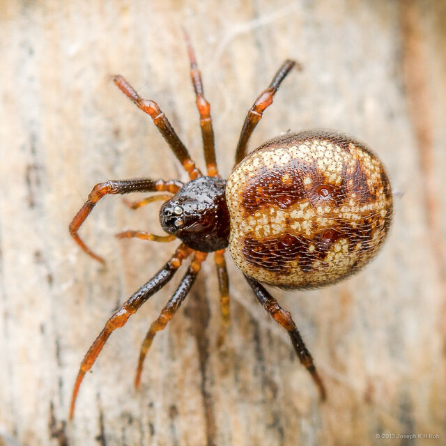 Crustulina sp. "Warty False Widow"•&copy; Joseph K H Koh•All Rights Reserved♀, Adult, Habitus, Dorsal