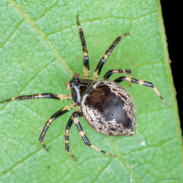 Dipoenoides sp. "Silver"•&copy; Paul Ng•All Rights Reserved♀, Adult, Habitus, Dorsal