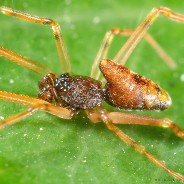 "Episinus" sp. "Unicorn"•&copy; Joseph K H Koh•All Rights Reserved♂, Adult, Habitus, Lateral