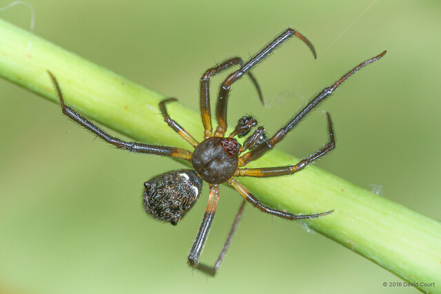 Episinus rhomboidalis•&copy; David Court•All Rights Reserved♂, Adult, Habitus, Dorsal