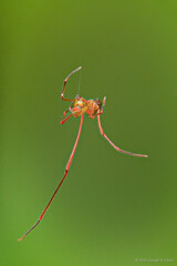 Faiditus sp. "Metallic Red Pinocchio"