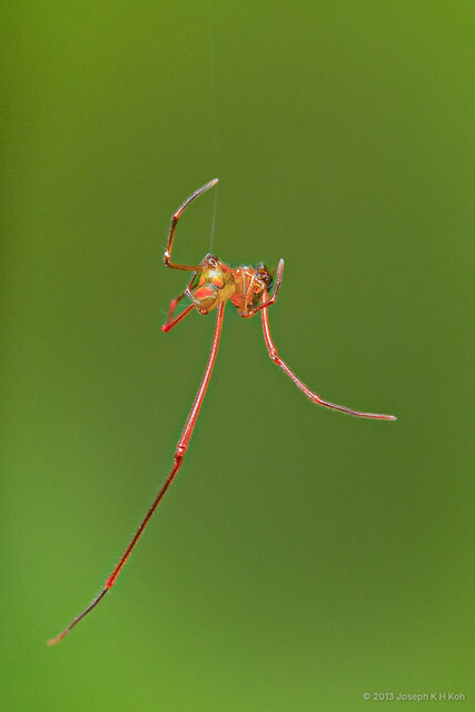 Faiditus sp. "Metallic Red Pinocchio"•&copy; Joseph K H Koh•All Rights Reserved♂, Adult, Habitus, Lateral