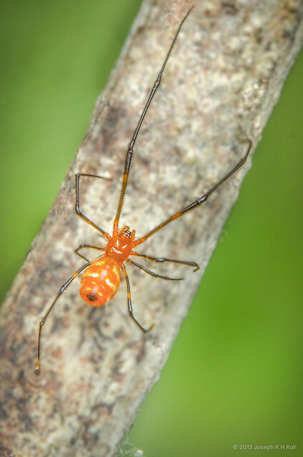 Famakytta flavescens•&copy; Joseph K H Koh•All Rights Reserved♂, Adult, Habitus, Dorsal