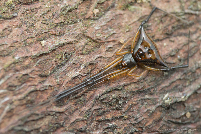Janula sp. "Bronzy"•&copy; Nicky Bay•All Rights Reserved♀, Adult, Habitus, Dorsal