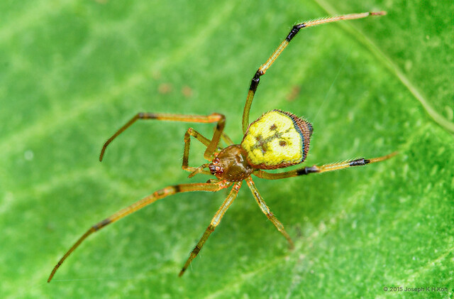 Janula sp. "Grumpy"•&copy; Joseph K H Koh•All Rights Reserved♀, Adult, Habitus, Dorsal