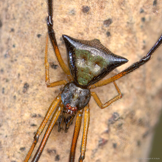 Janula sp. "Monkey-faced"•&copy; Joseph K H Koh•All Rights Reserved♂, Adult, Habitus, Dorsal