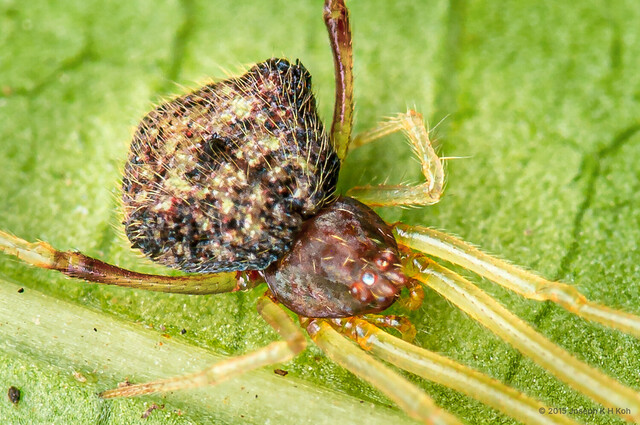 Janula picta•&copy; Joseph K H Koh•All Rights Reserved♂, Adult, Habitus, Dorsal
