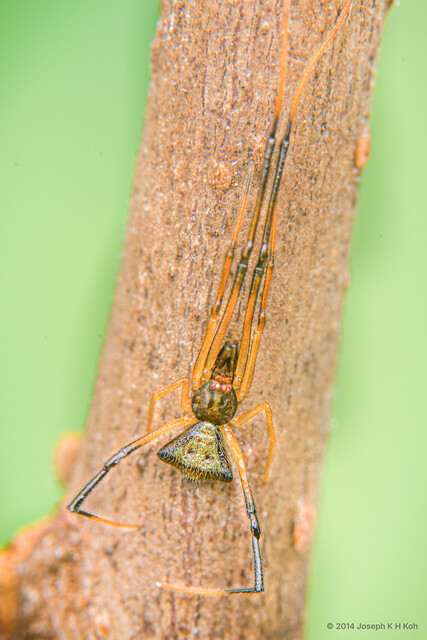 Janula triangularis•&copy; Joseph K H Koh•All Rights Reserved♂, Adult, Habitus, Dorsal