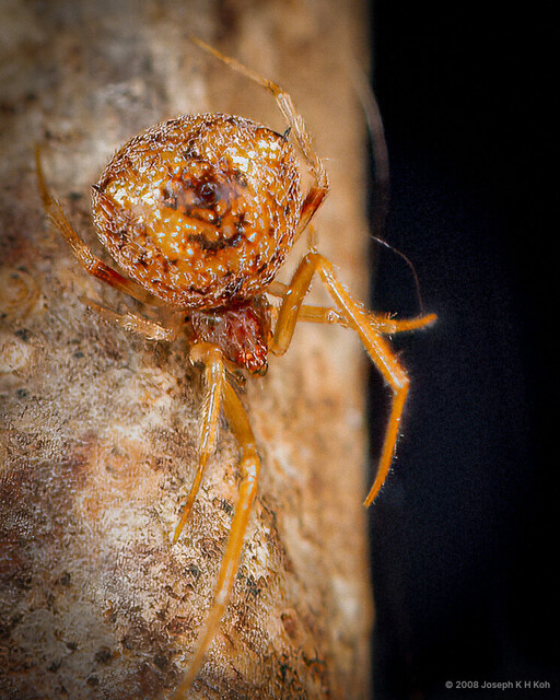 Janula triocellata•&copy; Joseph K H Koh•All Rights Reserved♀, Adult, Habitus, Dorsal