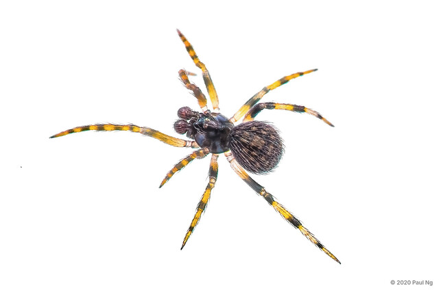 Lasaeola maculosa•&copy; Paul Ng•All Rights Reserved♂, Adult, Habitus, Dorsal