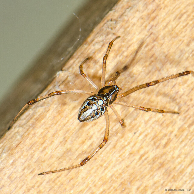 Latrodectus geometricus•&copy; Joseph K H Koh•All Rights Reserved♀, Adult, Habitus, Dorsal