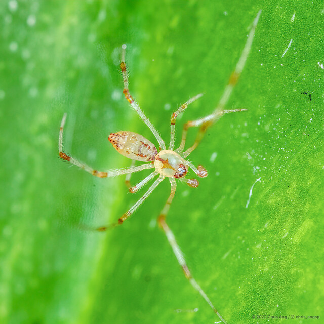 Meotipa picturata•&copy; Chris Ang•All Rights Reserved♂, Adult, Habitus, Dorsal