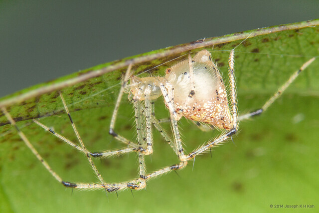 Meotipa pulcherrima•&copy; Joseph K H Koh•All Rights Reserved♀, Adult, Habitus, Lateral
