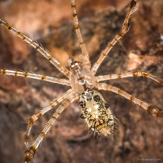 Meotipa vesiculosa•&copy; Joseph K H Koh•All Rights Reserved♀, Adult, Habitus, Dorsal