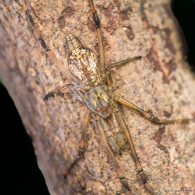 Moneta sp. "Short-tarsus"•&copy; Joseph K H Koh•All Rights Reserved♂, Adult, Habitus, Dorsal