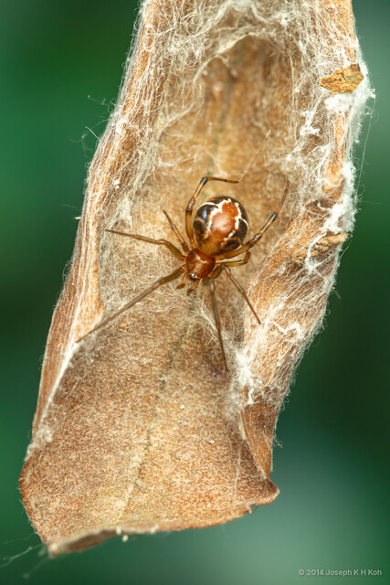 Nihonhimea mundula•&copy; Joseph K H Koh•All Rights Reserved♀, Adult, Habitus, Dorsal, Retreat